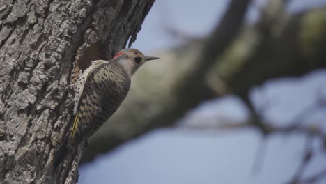 A-Northern-Flicker-Woodpecker-Bird-Enters-A-Hollow-Tree-Cavity-Nest