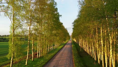 Vehicle-Driving-On-Rural-Road-Lined-With-Birch-Trees-On-A-Sunny-Day