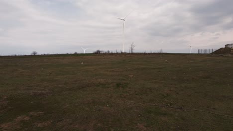 Skinny-Horse-Eating-On-Field-With-Power-Wind-Farm-On-The-Background