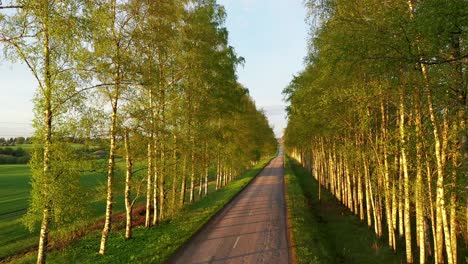 Small-rural-road-surrounded-by-beautiful-alley-of-birch-trees,-aerial-view