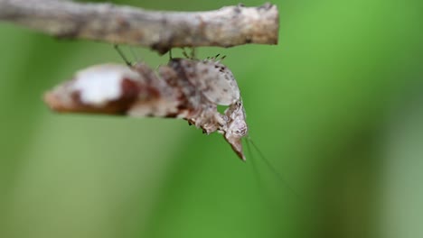 Praying-mantis-standing-still-hanging-from-under-a-branch-moving-his-antenna-and-mouth