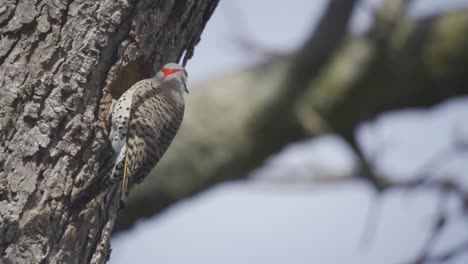 A-Northern-Flicker-Perched-On-A-Tree-With-A-Hollow-Nest-Cavity,-Beautiful-Portrait