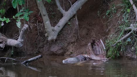 Asian-Water-Monitor,-Varanus-salvator,-Thailand