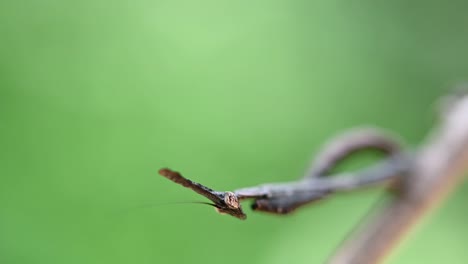 Praying-mantis-Phyllothelys-head-moving-and-looking-up-in-macro-focus