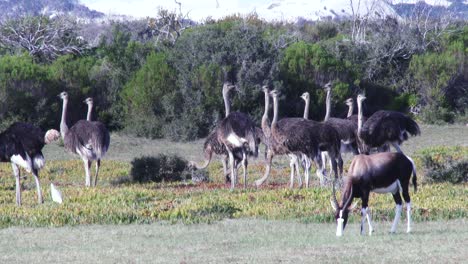 Avestruces-En-El-Forraje-Del-Cabo-Sur-Con-Un-Bontebok-Pastando-En-Primer-Plano