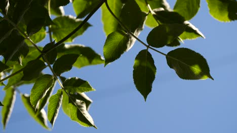 leaves-with-sky-as-background-at-the-wind