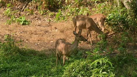 Three-Eld's-deer-in-the-shade-with-brown-grass-behind-them