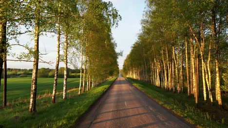 Empty-Paved-Road-in-Birch-Alley-on-Golden-Hour,-Aerial-Dolly-in