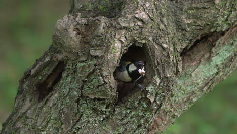 Japanese-Tit-Carrying-A-Fecal-Sac-Out-Of-A-Nest-In-The-Tree-Hollow-In-Saitama,-Japan---close-up