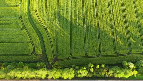 Top-View-Of-Green-Rapeseed-Farm-With-Birch-Trees-And-Asphalt-Road-At-Countryside