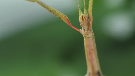 Insecto-Palo-Medauroidea-Extradentata,-Familia-Phasmatidae