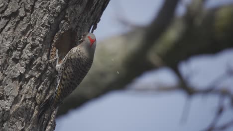 Slow-Motion-Of-A-Northern-Flicker-Excavating-A-Nest,-Building-Hollow-Tree-Cavity