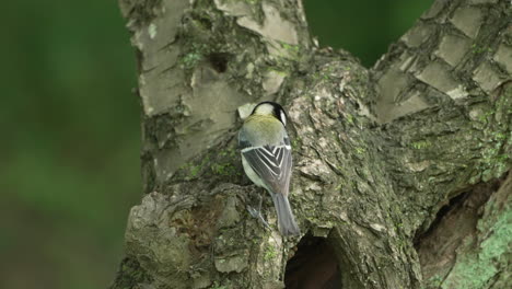 Japanese-Tit-Looking-For-Predators-Around-The-Nest-In-The-Tree-Hollow---close-up