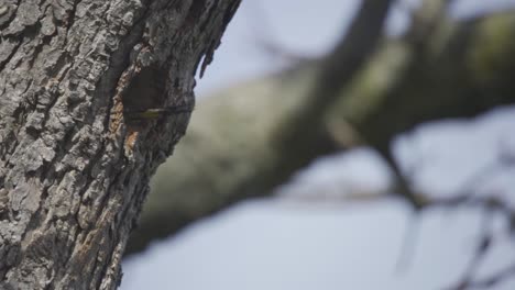 Isolated-Shot-Of-A-Northern-Flicker-Tail-Exiting-A-Tree-Nest-Cavity