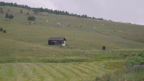 Ein-Blick-Auf-Eine-Hütte-Und-Busa-rinder-Fressen-Gras-Im-Grünen-Feldtal