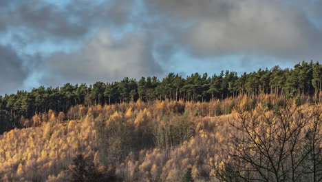 North-York-Moors,-Broxa-Forest-Autumn-static-Time-Lapse-Pine-Fir-Trees,-autumnal-gold-and-browns