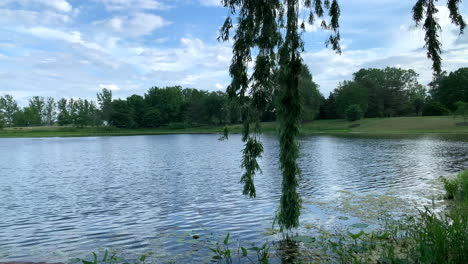 Beautiful-willow-tree-branch-swaying-with-a-pond-in-the-background-on-a-summer-day