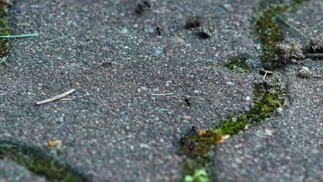 Jet-Ameisen-Kolonie-Auf-Frenetisch-Geschäftiger-Bewegung