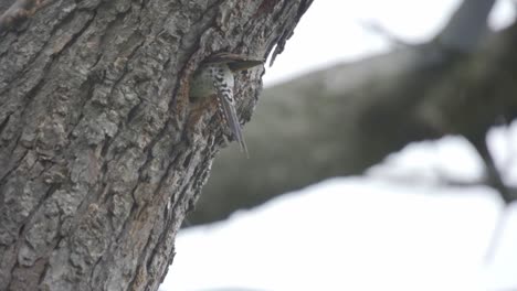 Closeup-Shot-Of-Wild-Woodpecker-Entering-A-Hollow-Tree-Nest-Cavity-Hole