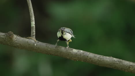 Male-Japanese-Tit-On-Tree-Branch-With-Worm-On-Its-Beak-While-Surveillance-For-Predators