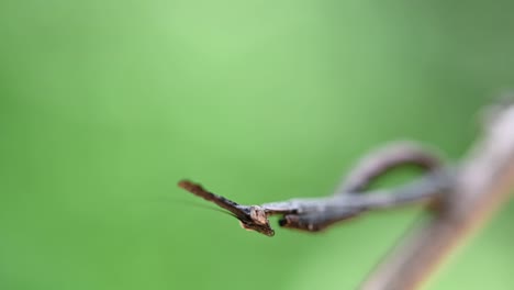 Praying-Mantis-Phyllothelys-standing-still-on-a-branch-and-swaying-and-moving-head