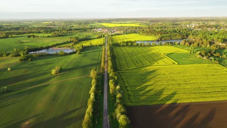 Landscape-With-Road-Between-Yellow-Rapeseed-Fields---aerial-drone-shot