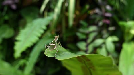 Jeweled-Flower-mantis-looking-away-from-the-lens-staggering-at-the-end-of-a-large-green-leaf