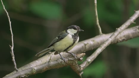 A-Male-Japanese-Tit-Sitting-On-A-Tree-Branch-In-The-Forest-Near-Saitama,-Japan---close-up
