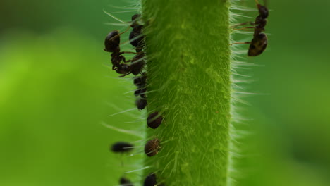 Dicker-Und-Haariger-Borretschstamm,-Der-Von-Einigen-Blattläusen-Befallen-Ist,-Die-Von-Ameisen-Gezüchtet-Werden