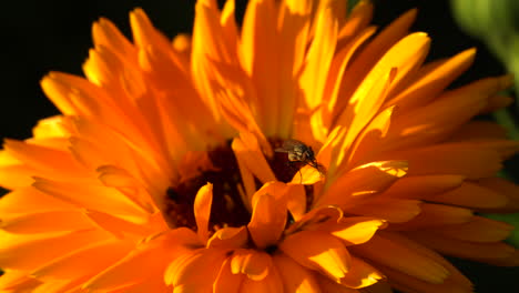 Fliege-Sitzt-Auf-Leuchtend-Orangefarbenem-Calendula-Blütenblatt-Und-Reibt-Sich-Die-Hände-Aneinander