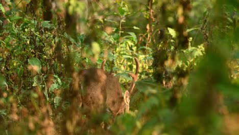 Indian-Hog-Deer-male-stag-grazing-in-the-dense-undergrowth