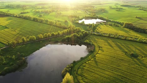 Tranquil-Scenery-With-Rapeseed-Fields-And-Lake-During-Golden-Hour---aerial-drone-shot