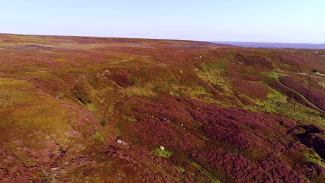 North-York-Moors-Heather-at-Danby-Dale-Aerial-Drone-Footage-of-heather-in-full-bloom-in-Summer---Clip-7