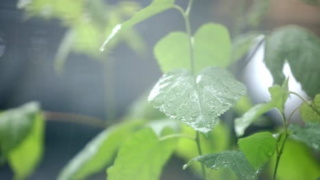 Regen-Nieselt-Pflanzenblätter-An-Einem-Hellen-Tag-Herunter---Nahaufnahme