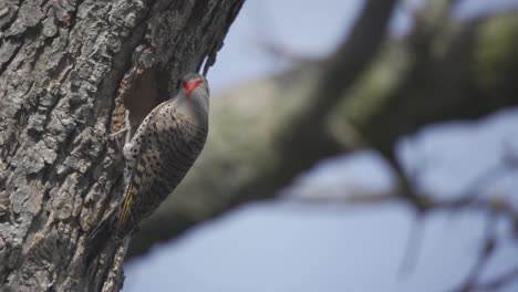 Closeup-Of-A-Northern-Flicker-Bird-Excavating-A-Tree-Cavity-Nest