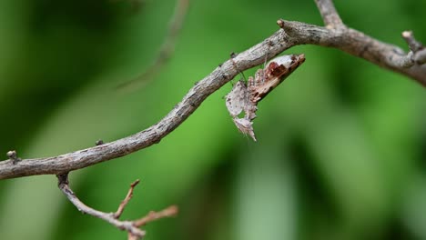 Praying-mantis-hanging-from-under-a-thin-branch-with-a-green-background-moving-along-the-branch-by-turning