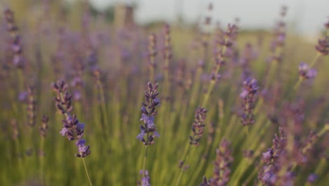 Close-up-view-of-lavender-in-the-field