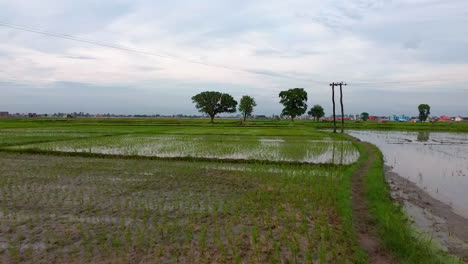 Luftaufnahme-Von-Reisfeldern,-Die-Mit-Monsunwasser-überflutet-Sind