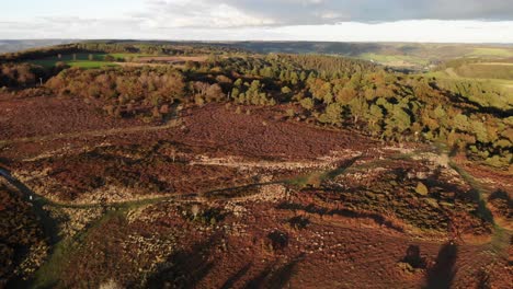 Cinematic-aerial-shot-flying-over-dead-and-deforested-woods-in-a-British-forest