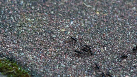 Pechschwarze-Ameisenarbeiter,-Die-Auf-Betonboden-Kriechen