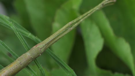 Stick-insect-Medauroidea-extradentata,-family-Phasmatidae
