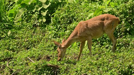 Single-Eld's-deer-in-full-frame-grazing-with-a-green-background-of-lush-foliage