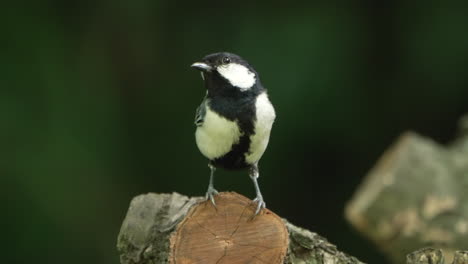 Gran-Pájaro-Tit-Oriental-Posado-En-Un-Tronco-De-árbol-Cortado-En-La-Naturaleza-Salvaje