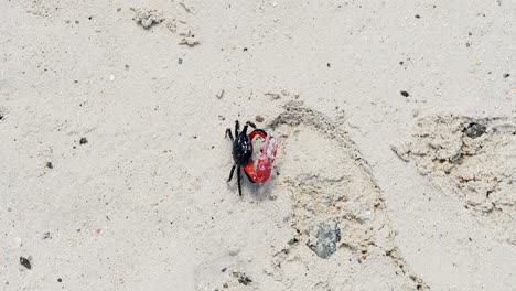 Small-black-and-red-male-Fiddler-Crab-crawling-across-white-sand-beach