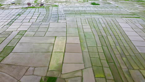 Luftaufnahme-Von-Reisfeldern,-Die-Mit-Monsunwasser-überflutet-Sind