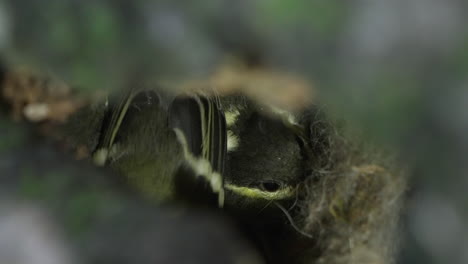 Macro-Of-Japanese-Tit-Babies-On-Nest-Inside-Tree-Hollow-At-Wilderness