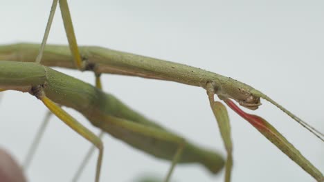 Stick-insect-Medauroidea-extradentata,-family-Phasmatidae