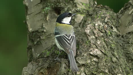 Great-Tit-Resting-On-Mossy-Tree-Trunk-At-Tropical-Forest-In-Saitama,-Japan