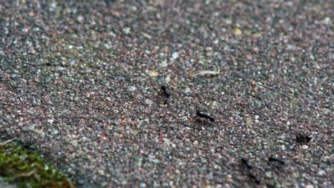 Jet-Black-Ant-Busily-Go-By-Concrete-Ground-At-Garden