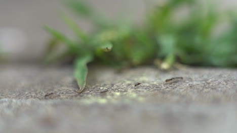 Worker-ants-trudging-along-a-trail-leading-to-food-sources---macro-view